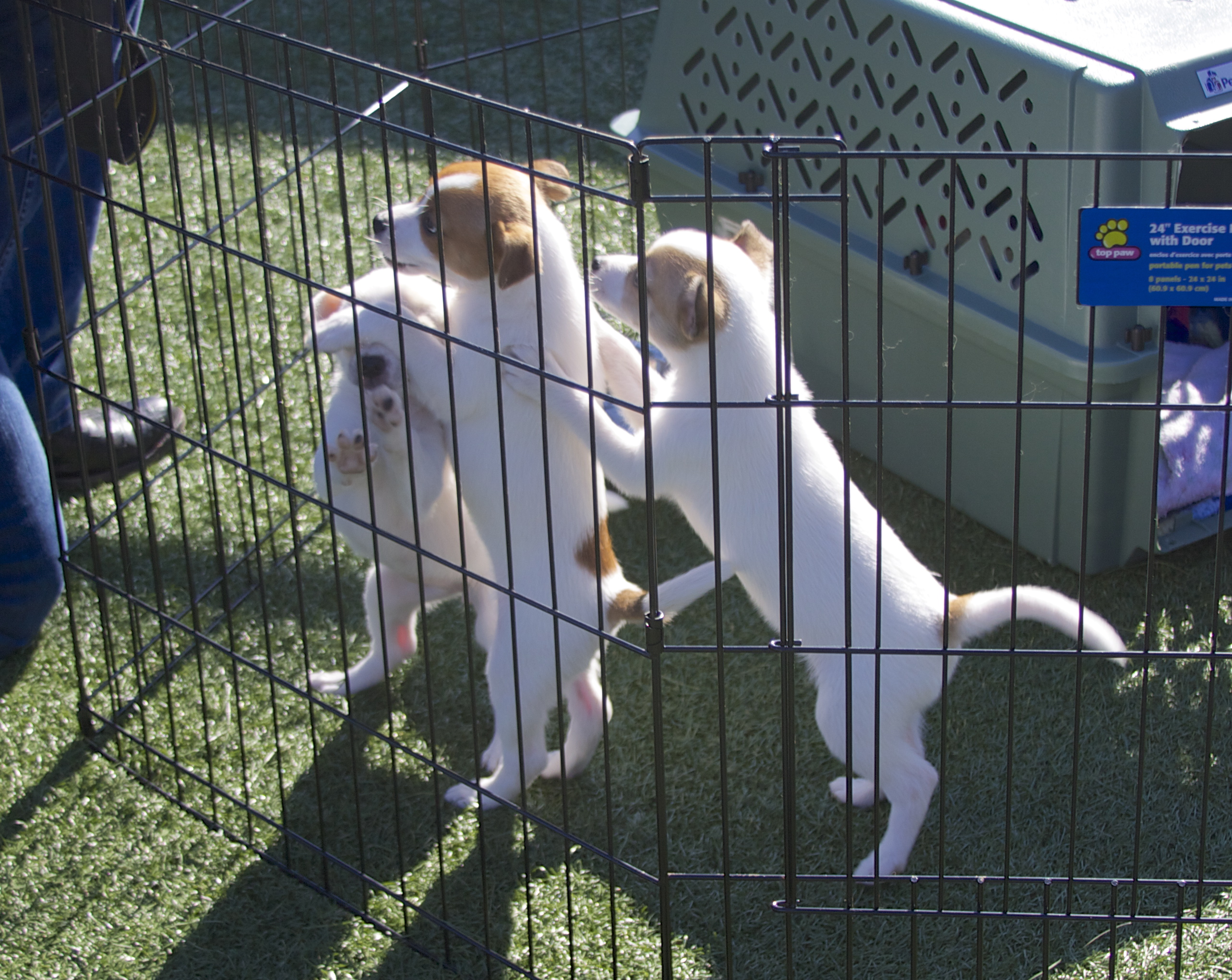 Jack Russel Terrier Mix Puppies