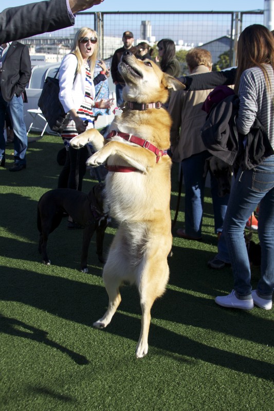 Shiba Inu/German Shepherd/Australian Cattle Dog Mix with Shiba Inu Markings And Black Tailtip Leaping From Her Hind Legs