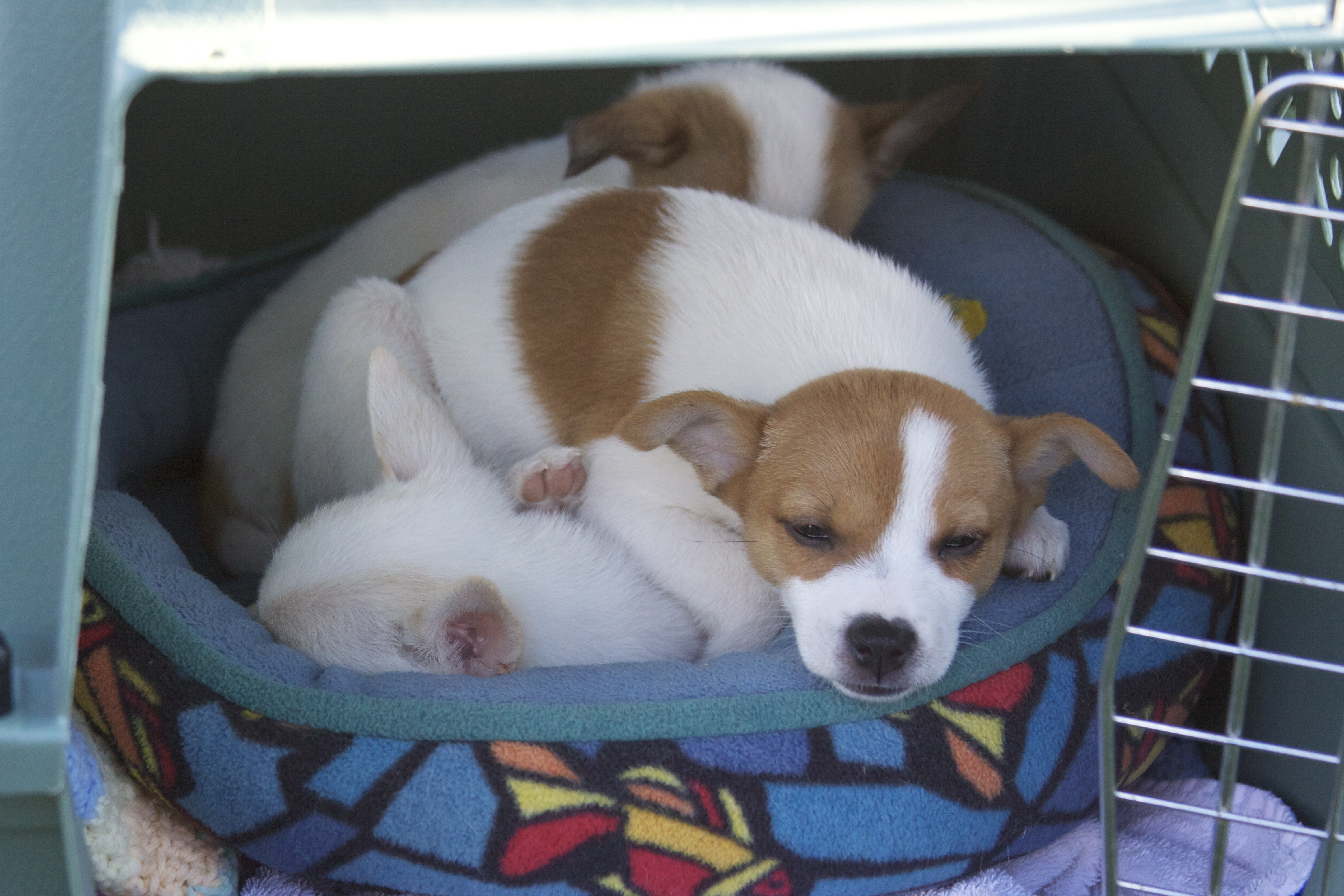 Jack Russel Terrier Mix Puppies