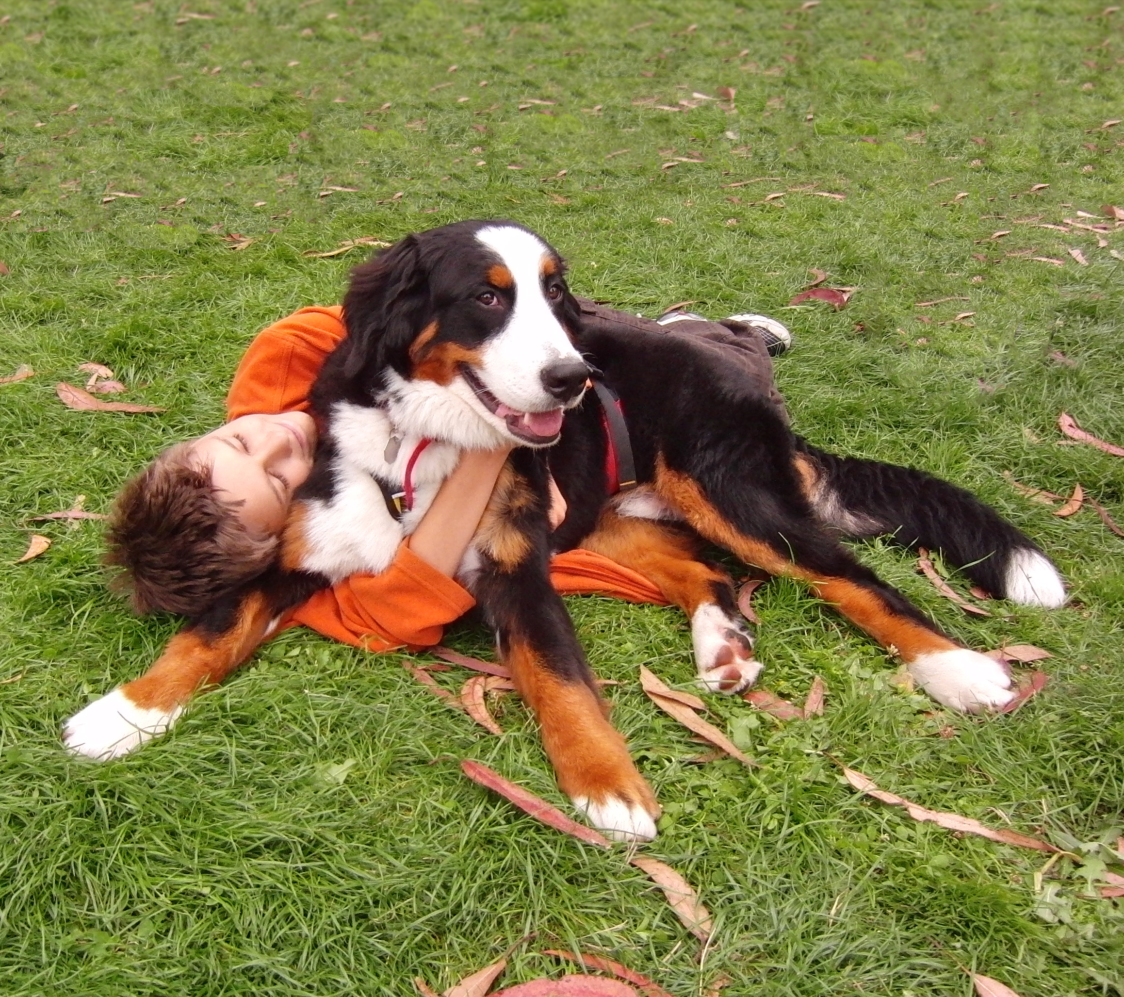 Bernese Mountain Dog Being Hugged By Boy