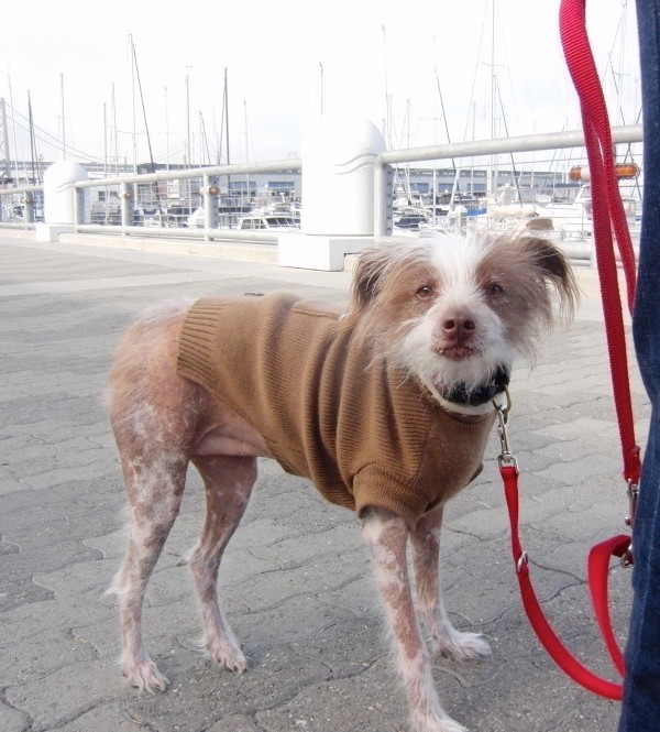 Chinese Crested/Australian Cattle Dog Mix in a Sweater