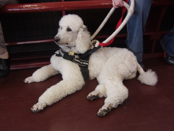 White Standard Poodle Service Dog