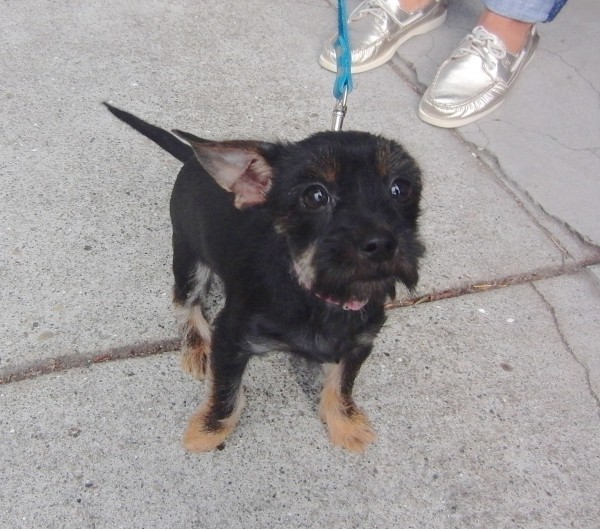 Four-Month-Old Yorkshire Terrier (Yorkie) With Puppy Coat