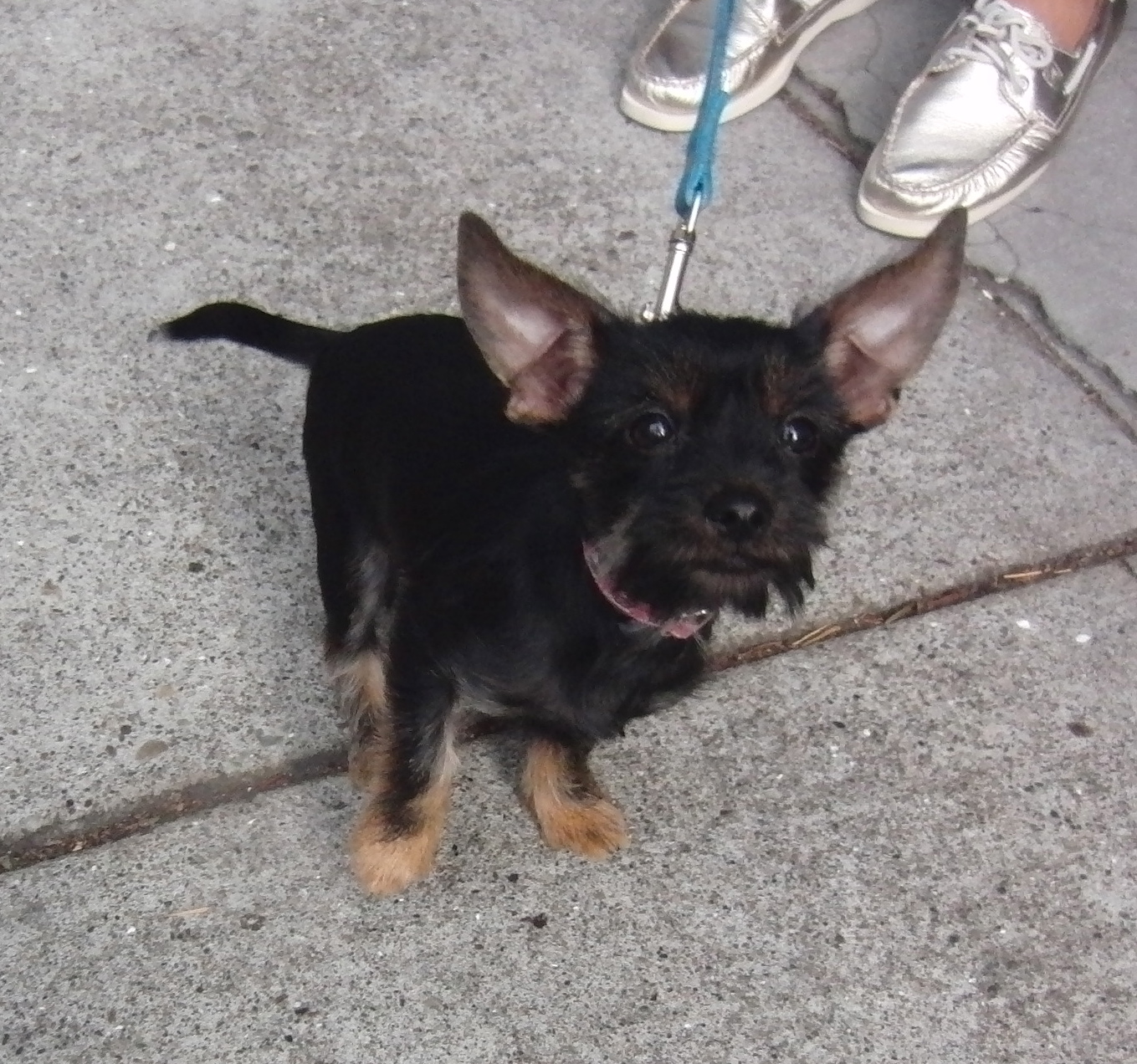 Four-Month-Old Yorkshire Terrier (Yorkie) With Puppy Coloration