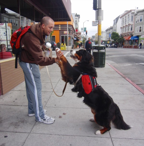 Bernese Mountain Service Dog With Backpack Doing a High Five