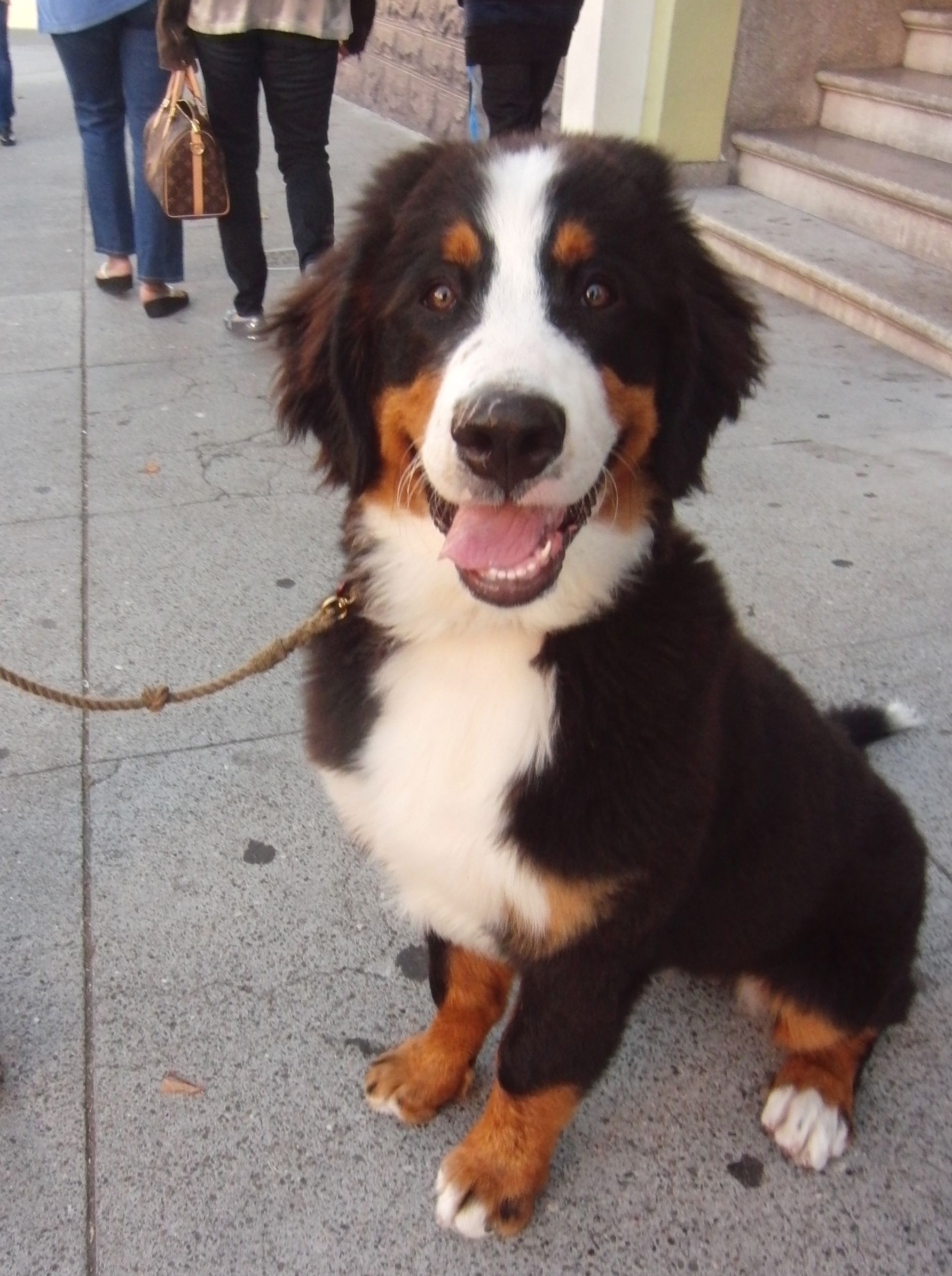 5-Month-Old Bernese Mountain Dog Puppy