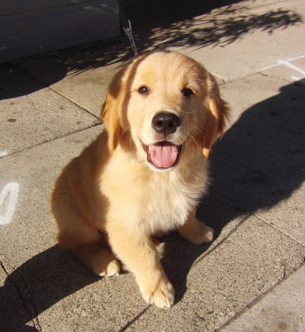 3-Month-Old Golden Retriever Puppy