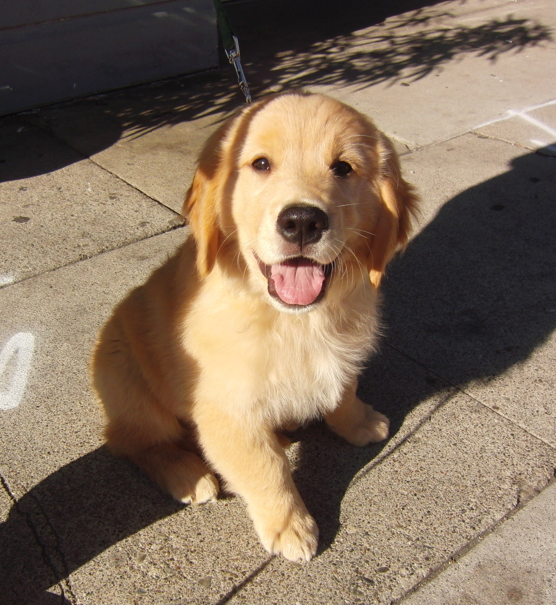 Dog Of The Day Prince The 3 Month Old Golden Retriever Puppy The 