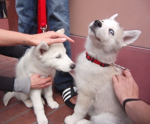 Two Siberian Husky Puppies, One With A Goofy Expression