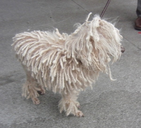 White Miniature Poodle With Dreadlocks