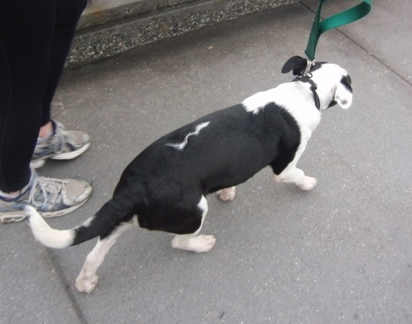 Black and White American Pit Bull Terrier/Border Collie Mix With Lightning Bolt Pattern on Her Back