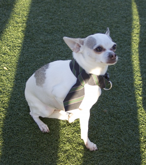 Chihuahua in a Tie