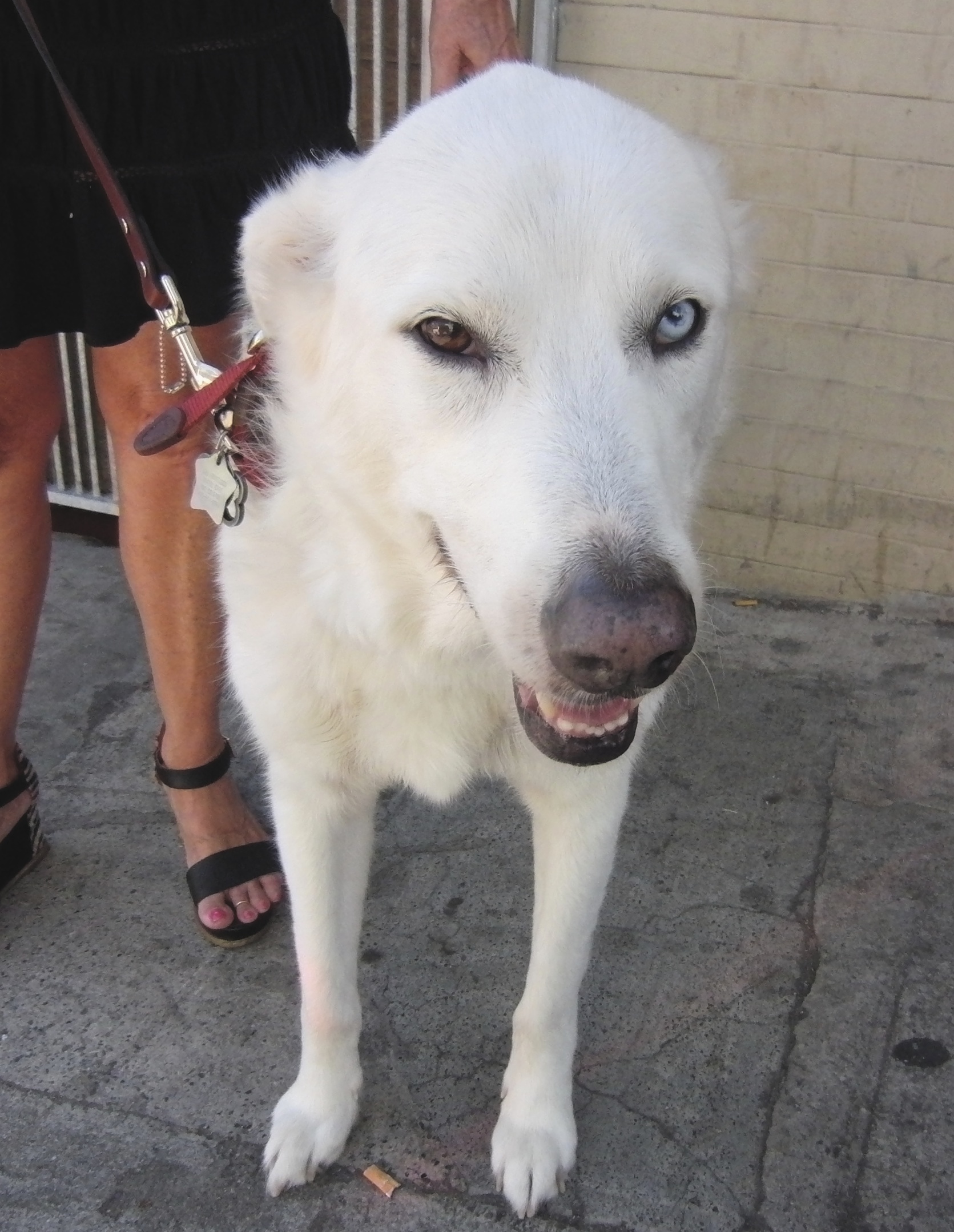 Akbash Dog with Heterochromia (One Brown Eye and One Blue Eye)