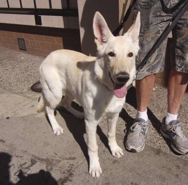 White Shepherd Dog, 5 Months Old