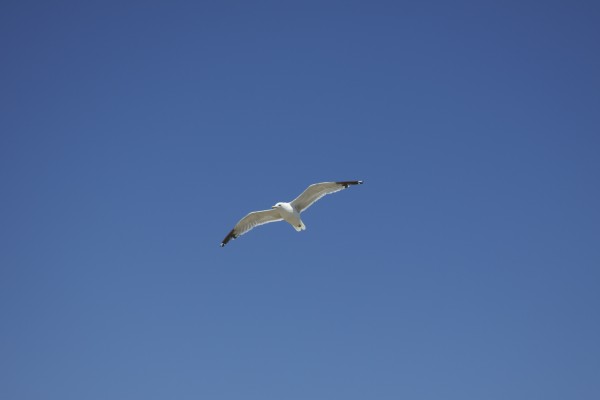 Sea Gull Flying