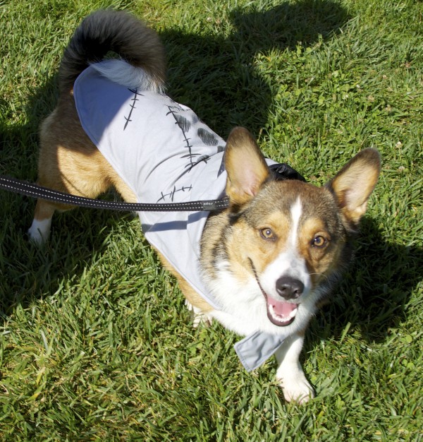 Tricolor Pembroke Welsh Corgi With a Tail In a Zombie Costume