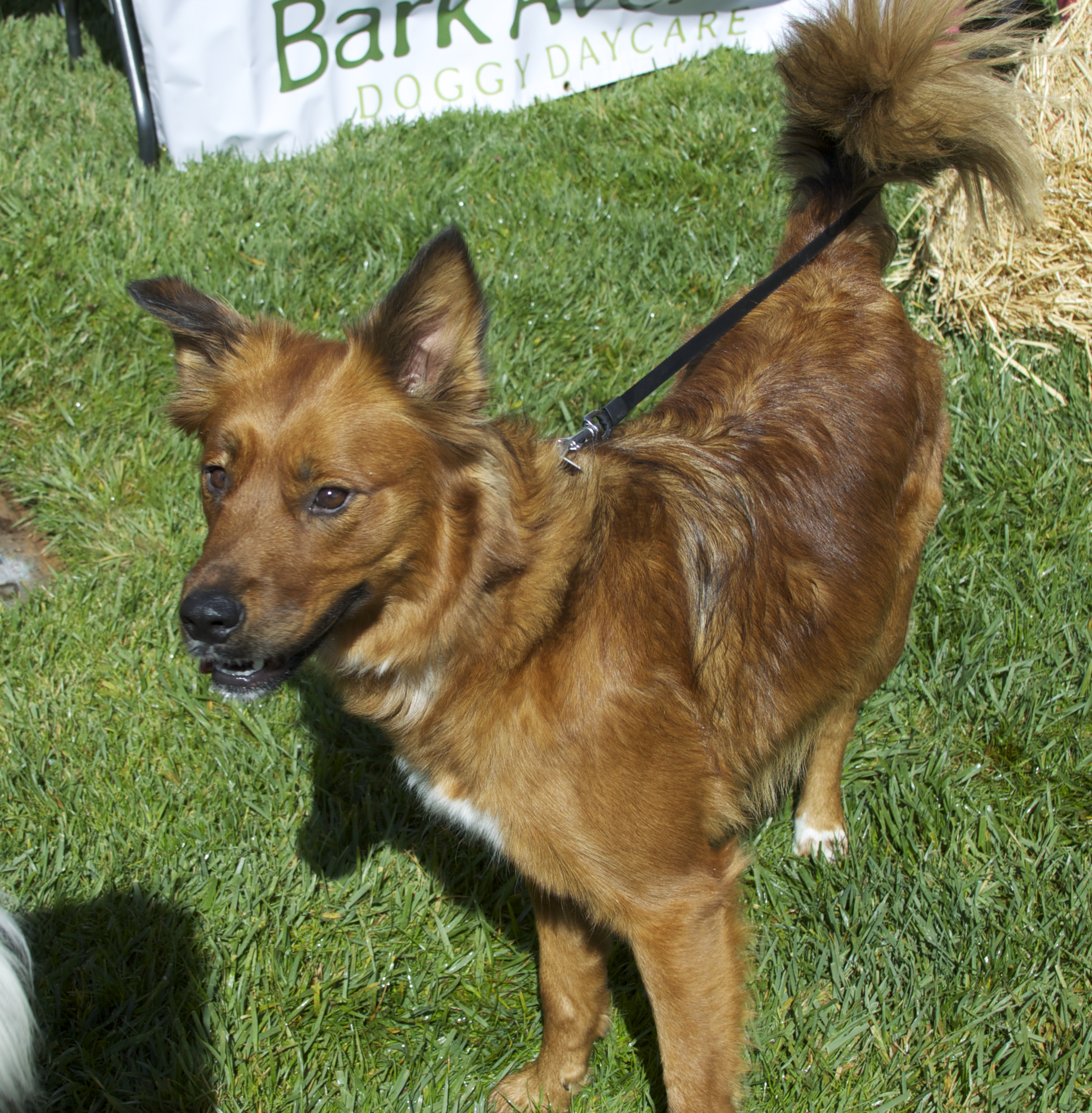 Unknown Breed Mix, Red Foxy Dog