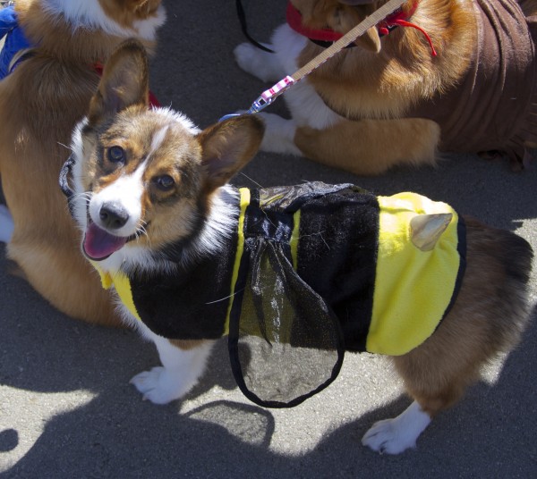 Delighted Tricolor Pembroke Welsh Corgi in a Bee Costume