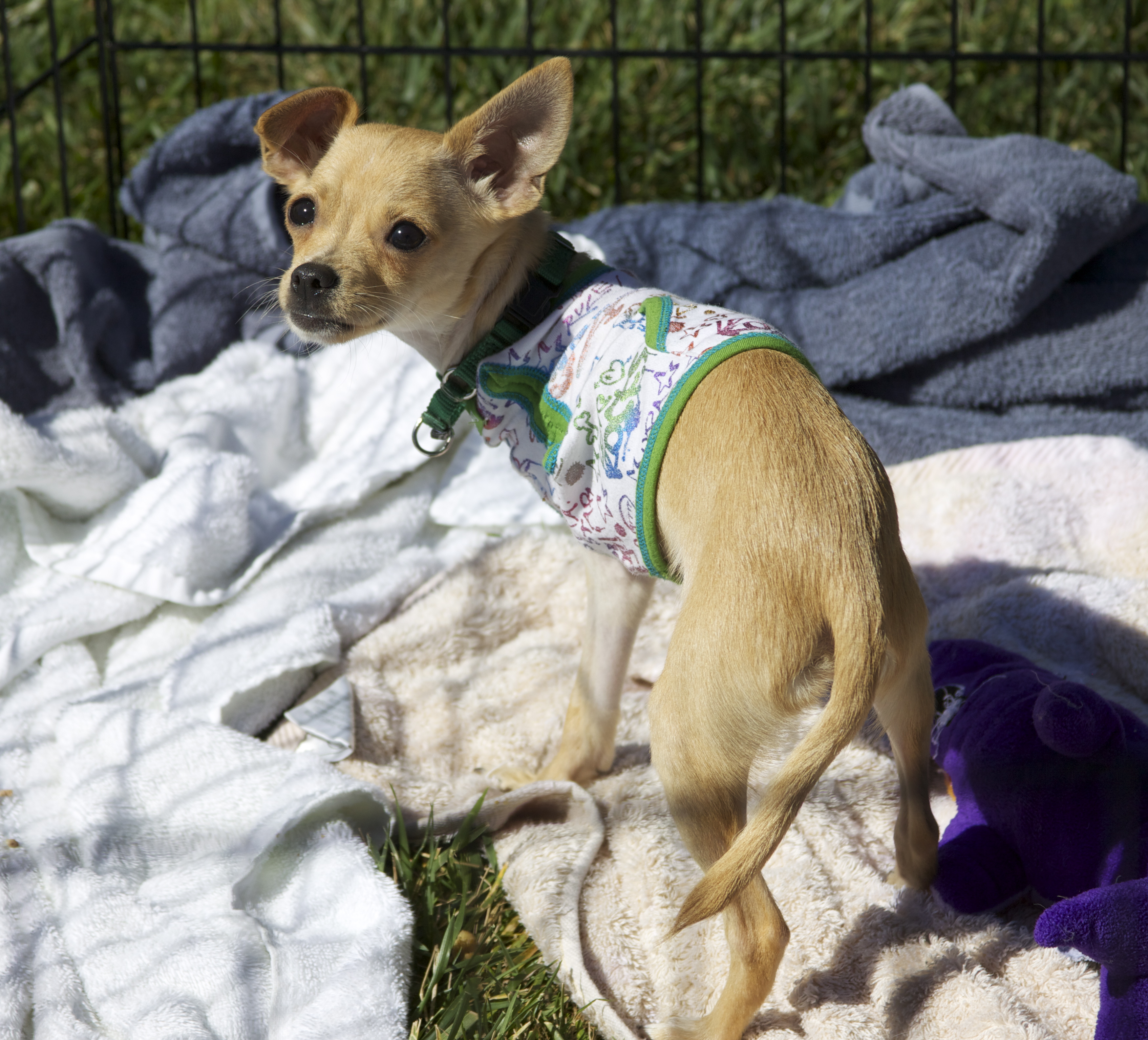 Three-Legged Chihuahua Puppy With One Floppy Ear