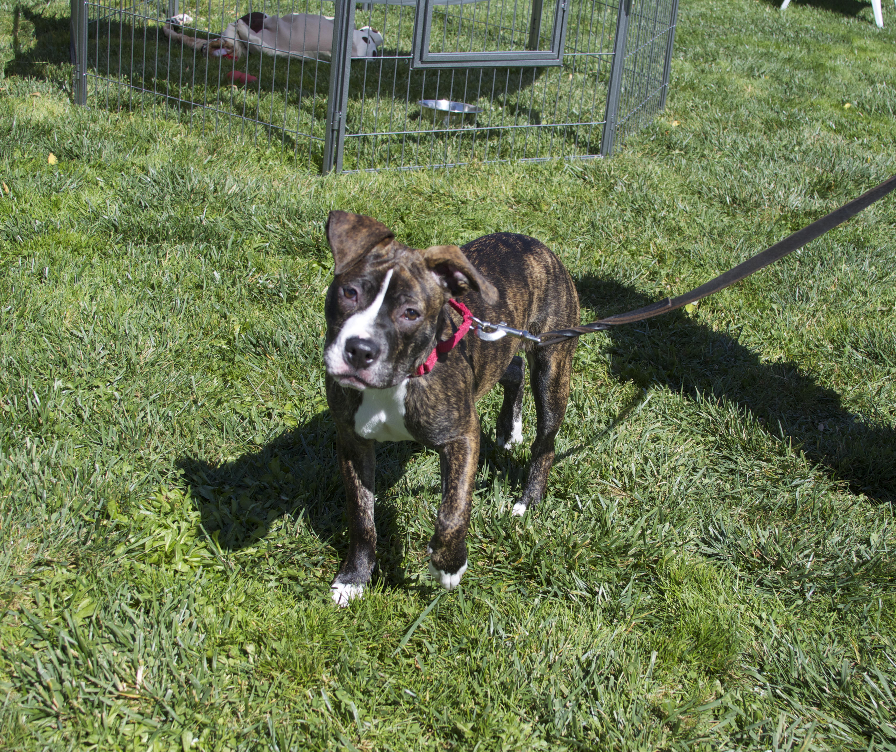 Brindle-and-White Pit Bull Mix