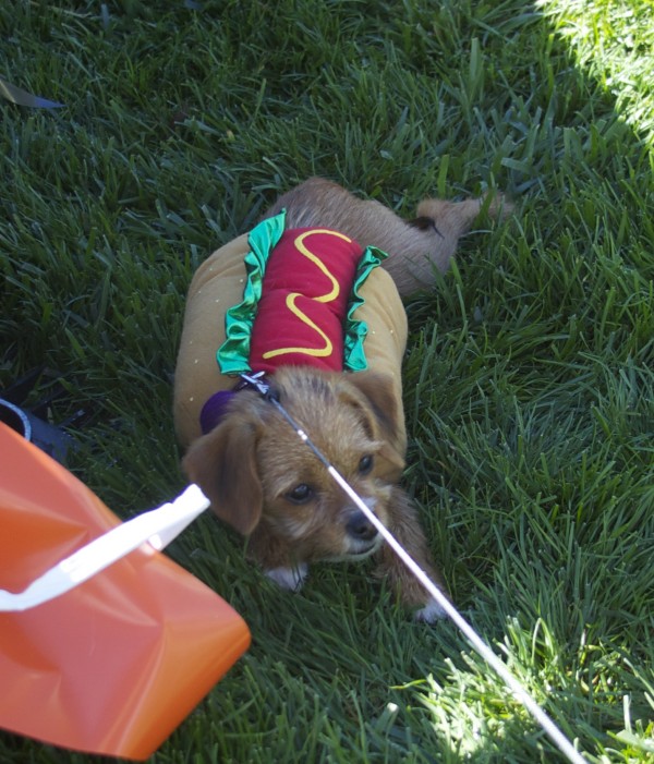 Little Bitty Wire Haired Terrier Mix Dressed As A Hot Dog