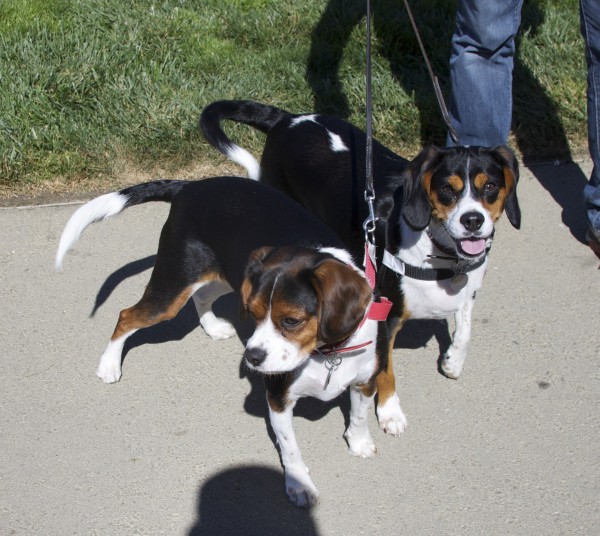 Two Tricolor Beagles