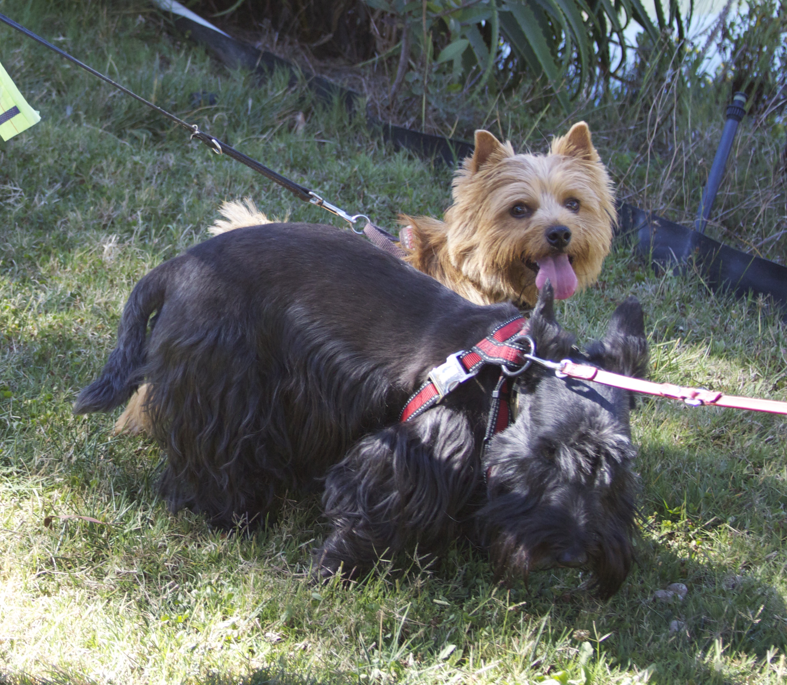 Scottie and Cairn Terrier