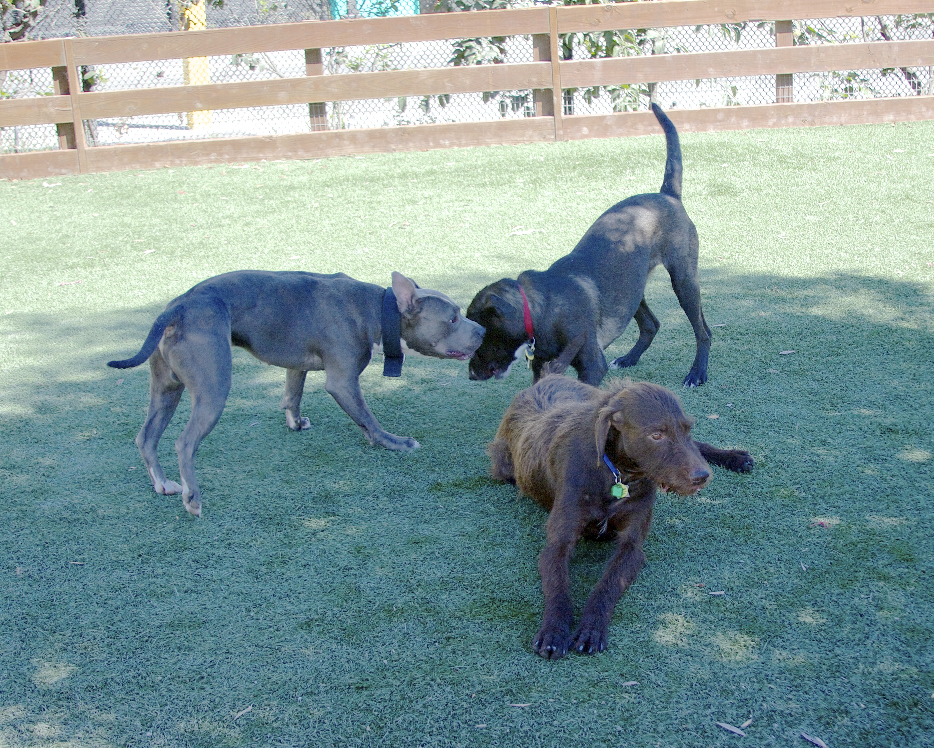 Brown German Wirehaired Pointer Mix, Grey-and-White American Pit Bull Terrier, and Labrador Retriever Mix