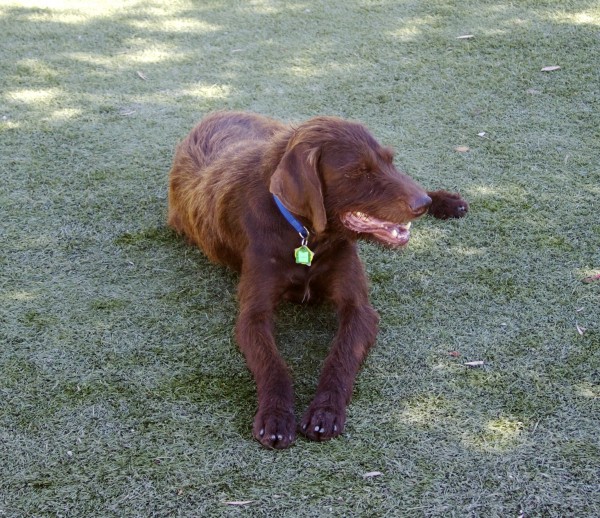 Brown German Wirehaired Pointer Mix