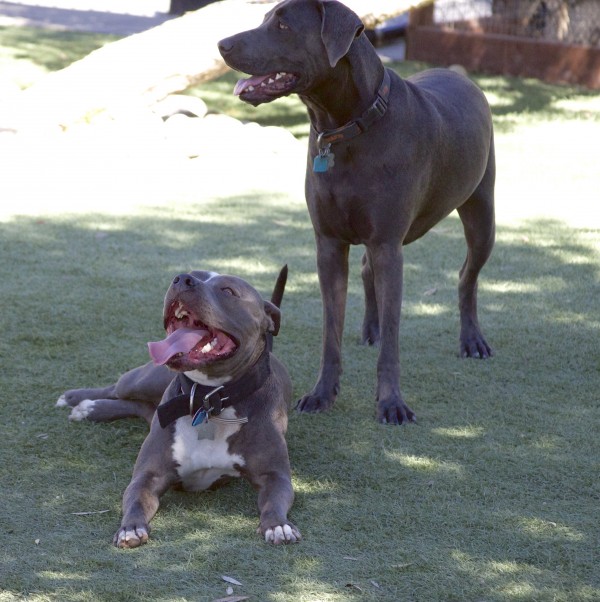 Grey and White American Pit Bull Terrier with Weimaraner