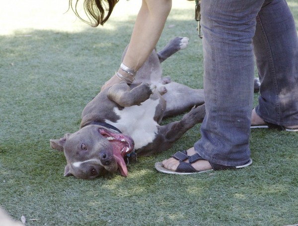 Grey and White American Pit Bull Terrier Getting a Belly Rub