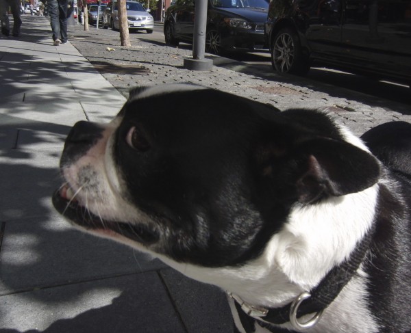Black and White Boston Terrier