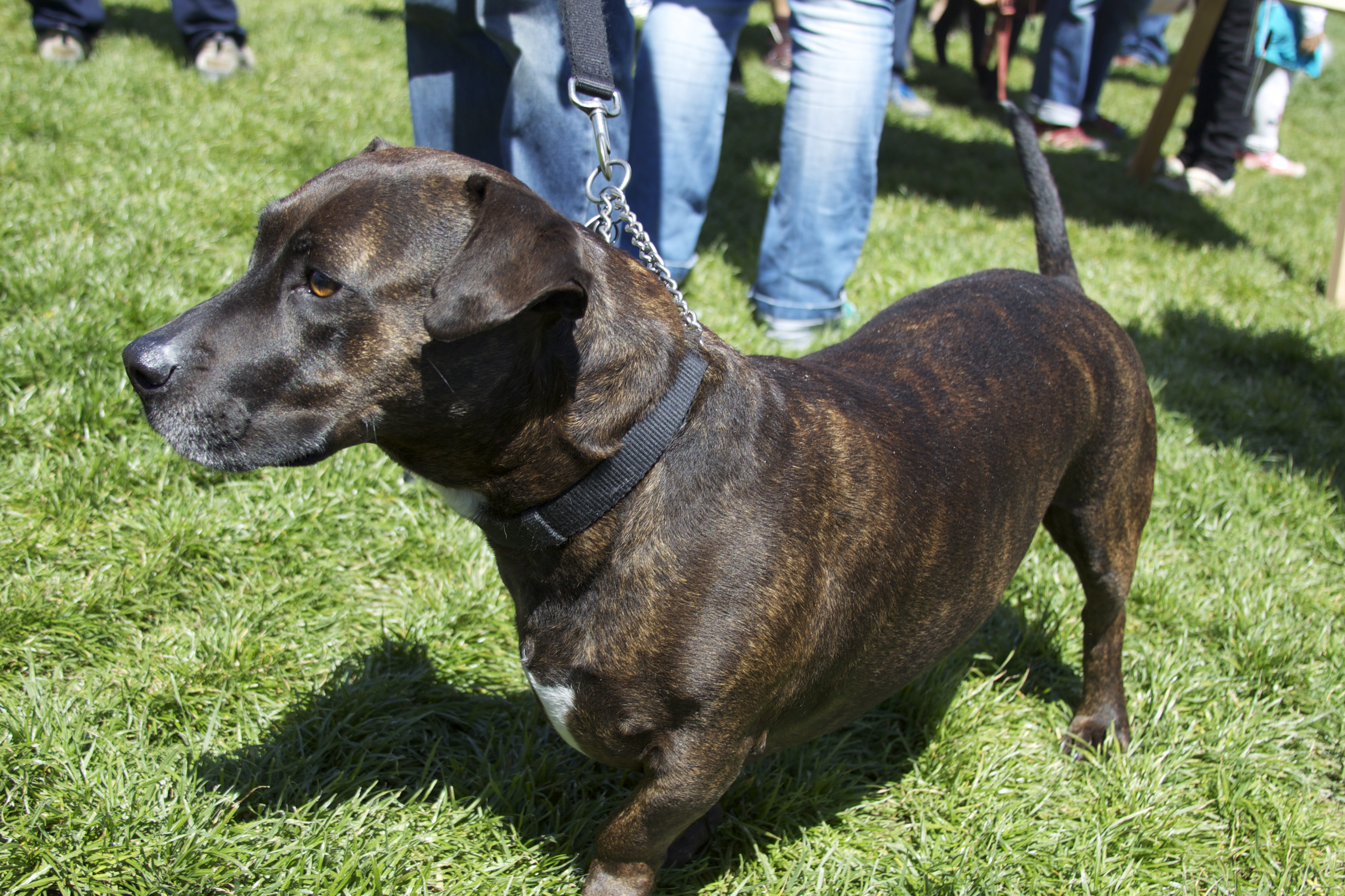 Brindle-Striped Dachshund Mix With White Spot on Chest