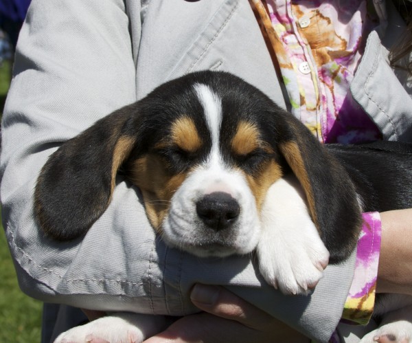 Sleepy Tricolor Beagle Puppy