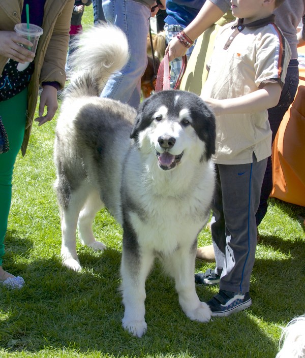 Large Grey-and-White Dog of Unknown Breed