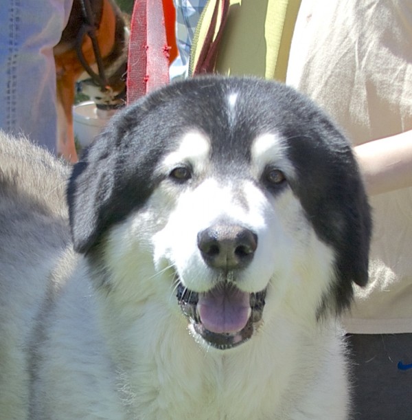 Large Grey and White Dog of Unknown Breed