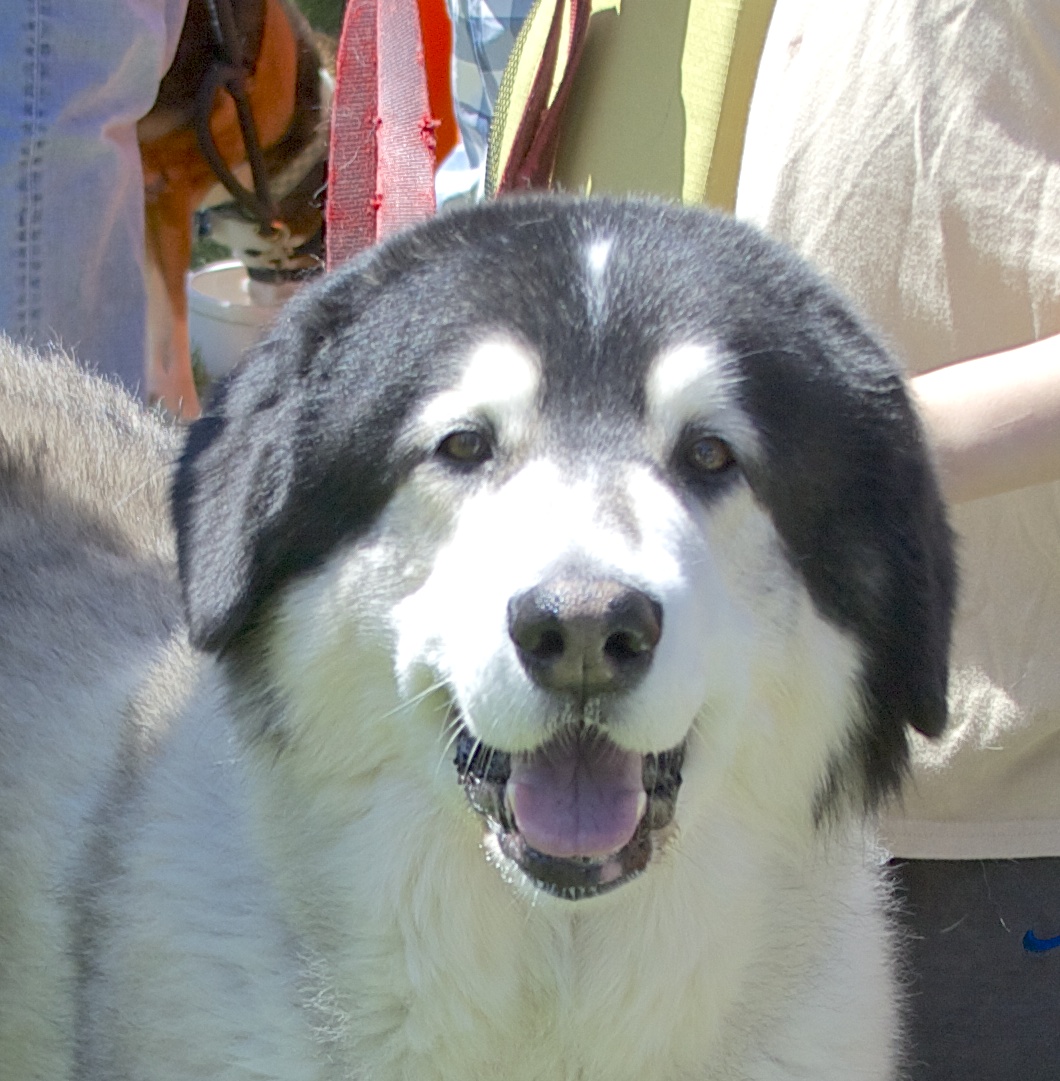 I ll Just Have To Remain A Mystery The Dogs Of San Francisco