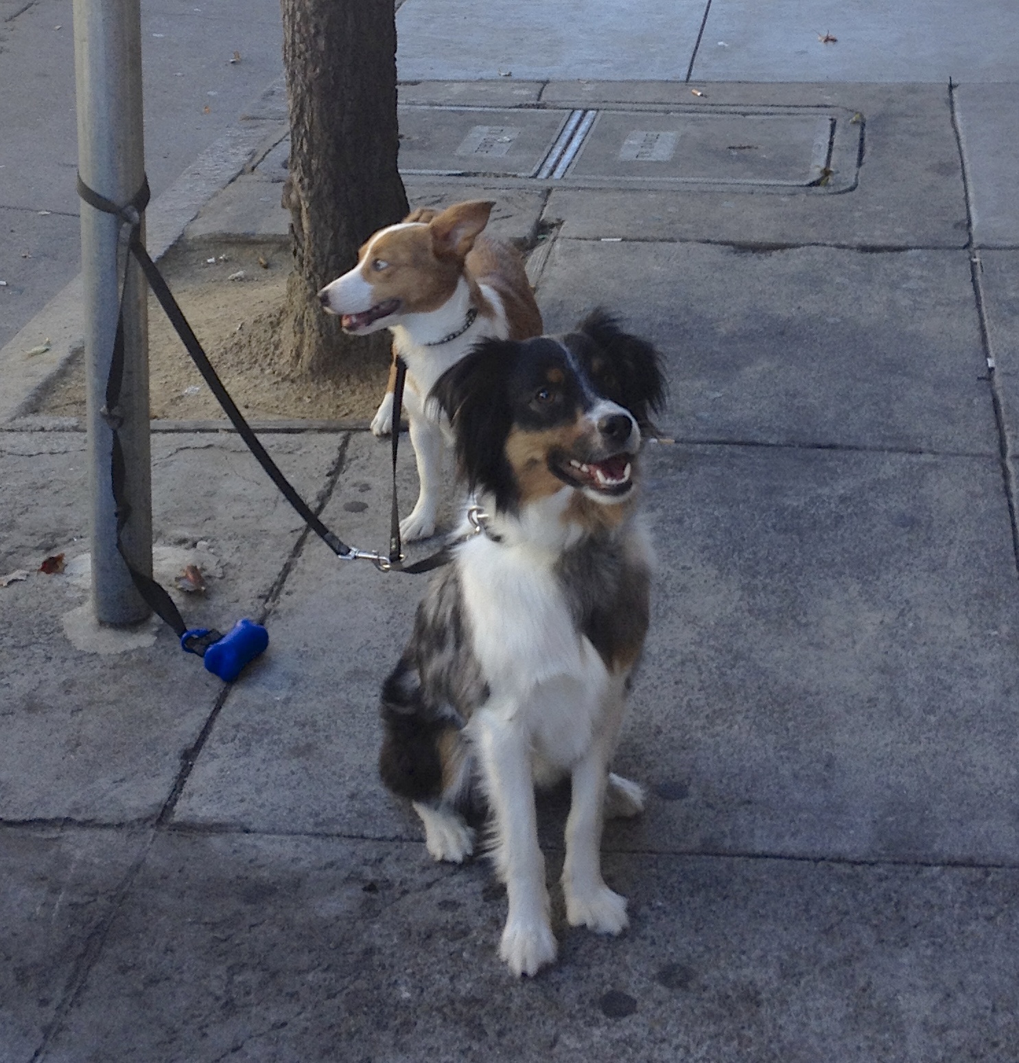 Tricolor Australian Shepherd and Red-and-White Australian Cattle Dog/Pembroke Welsh Corgi Mix With Blue Eyes