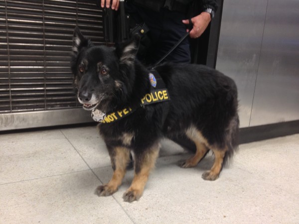 Long-Haired German Shepherd Police Dog