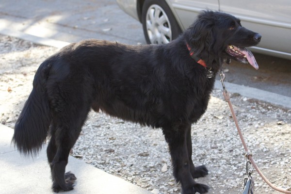 Flat-Coated Retriever with Spotty Tongue