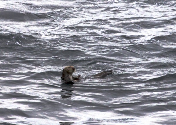 Southern Sea Otter in Point Lobos State Reserve, California