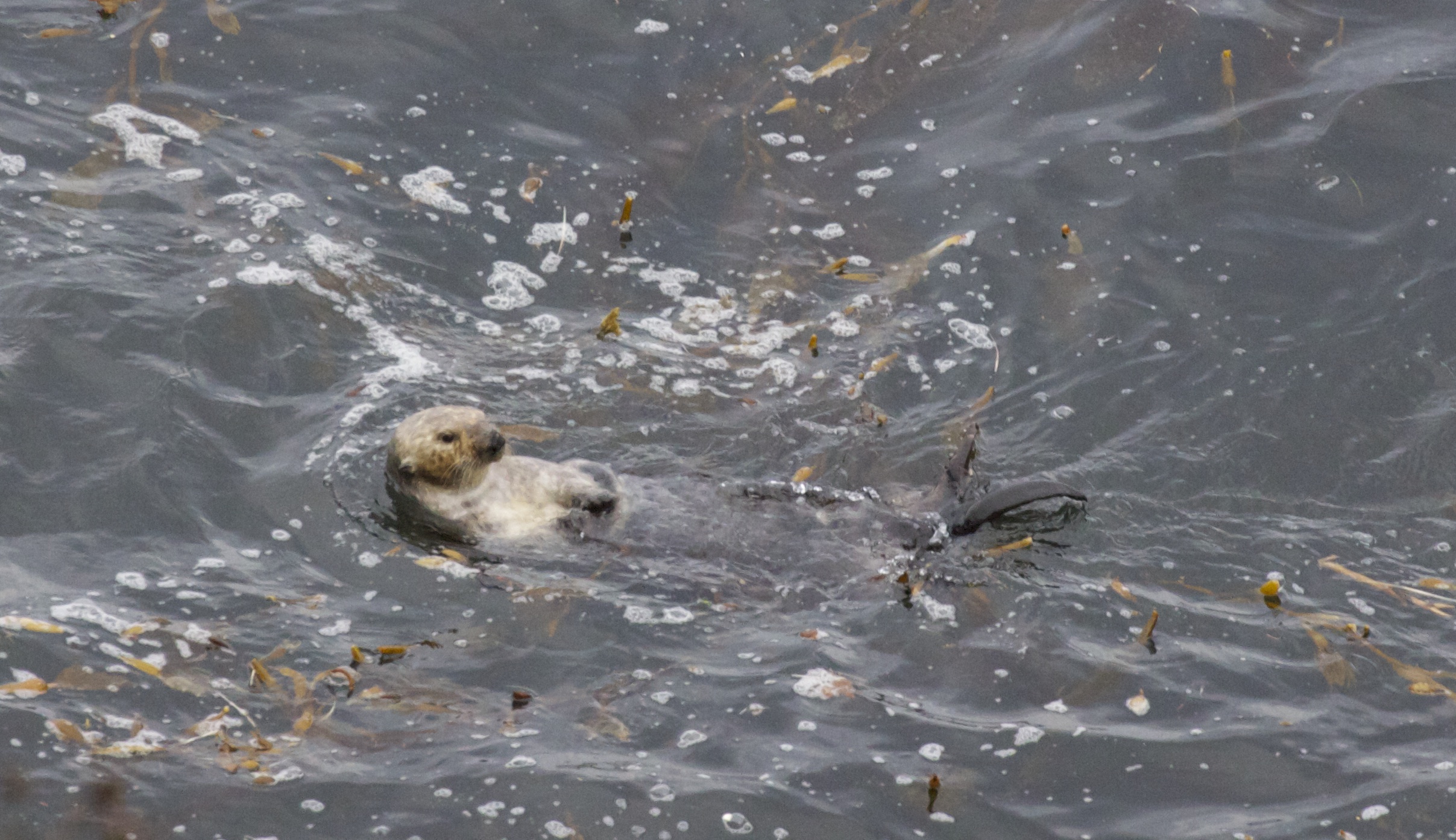 Southern Sea Otter in Point Lobos State Reserve, California