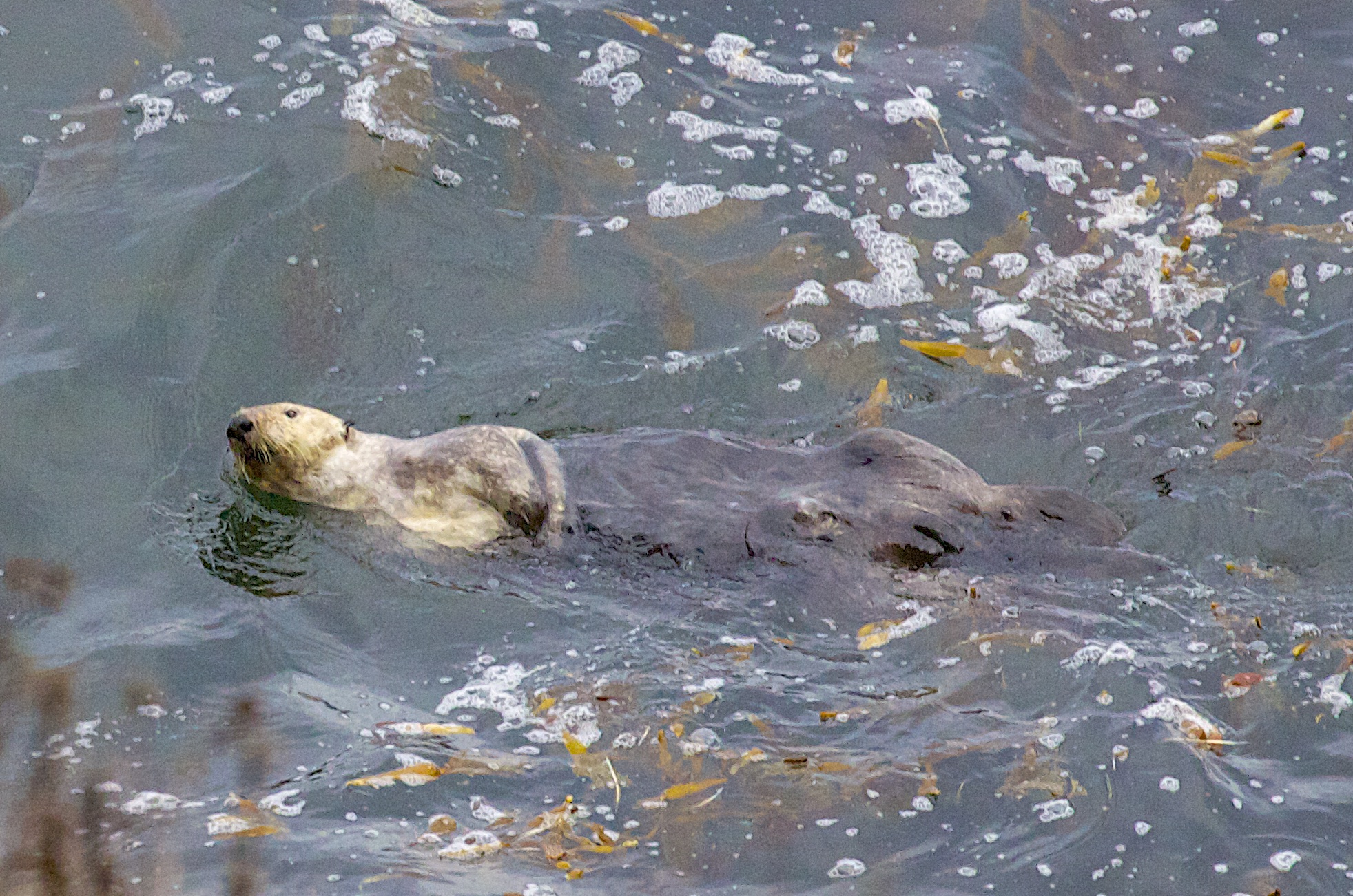 Southern Sea Otter Swimming Away While Looking At The Camera in Point Lobos State Reserve, California