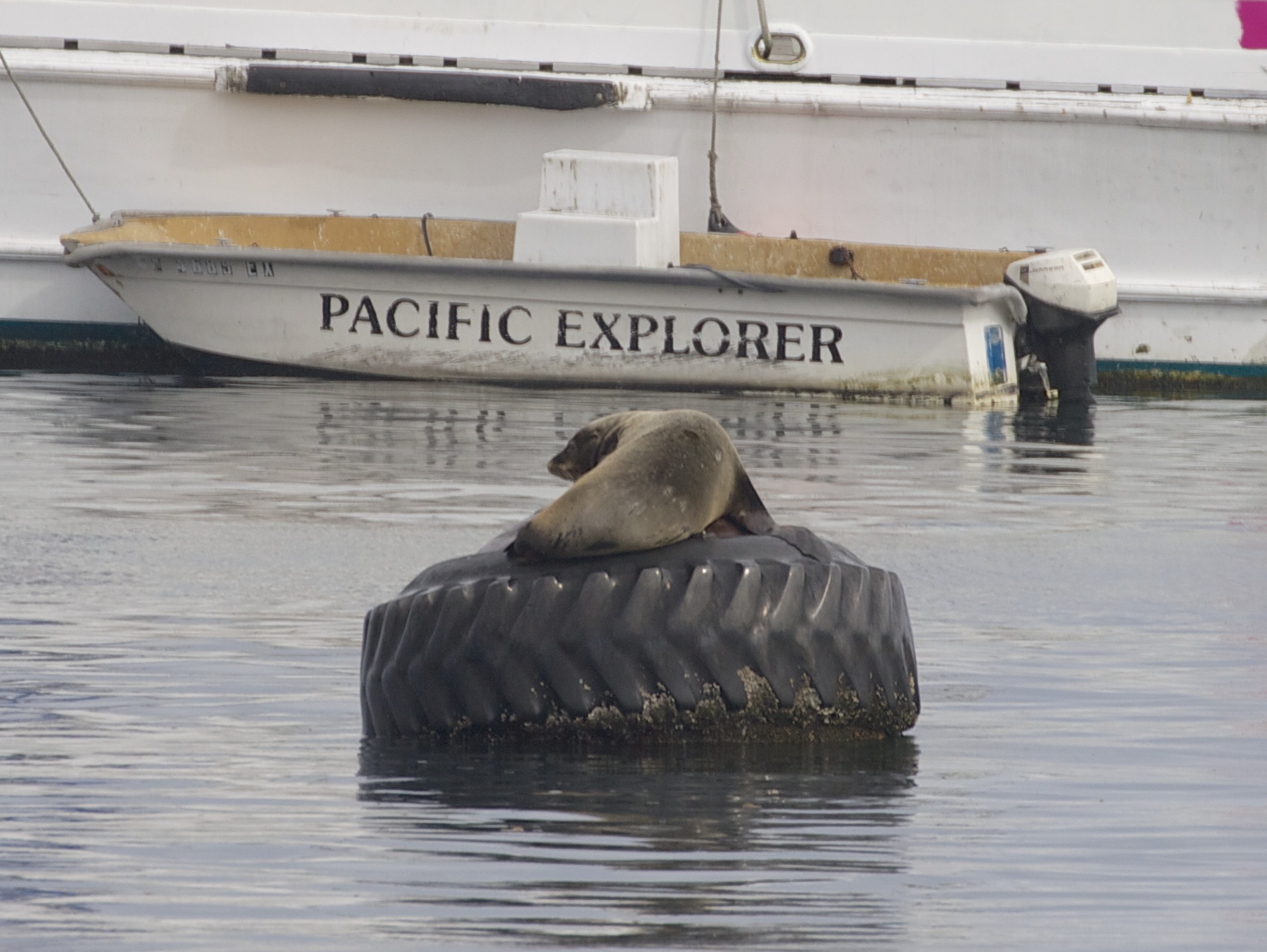 Monterey Sea Lion Basking on Tire Float