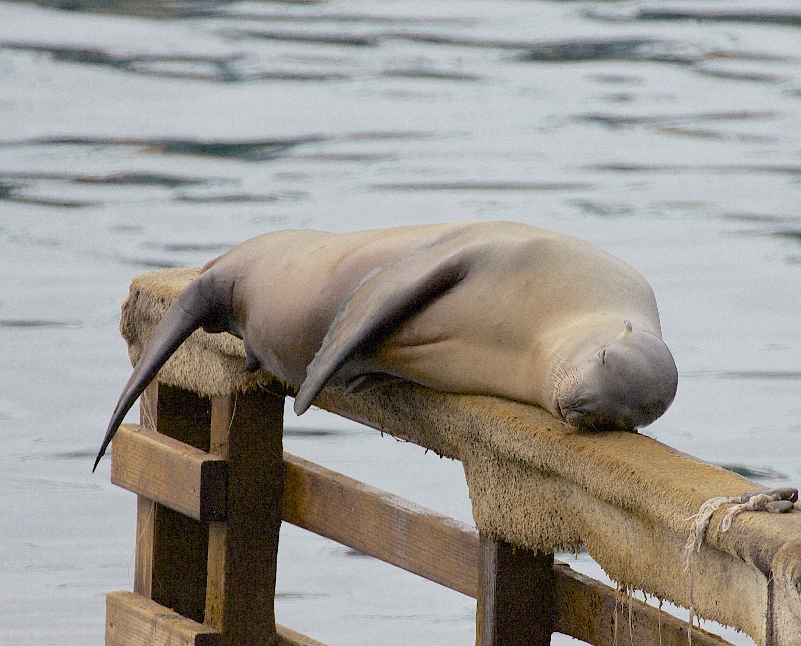 Monterey Bay Female Sea Lion Sleeping On A Dock Rail