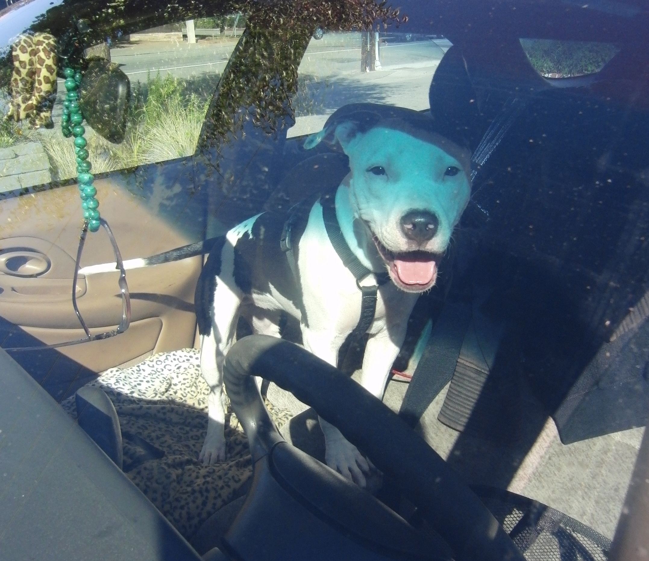 Young Pit Bull in a Car
