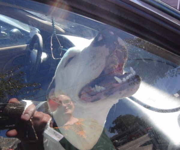 Black and White American Pit Bull Terrier in a Car