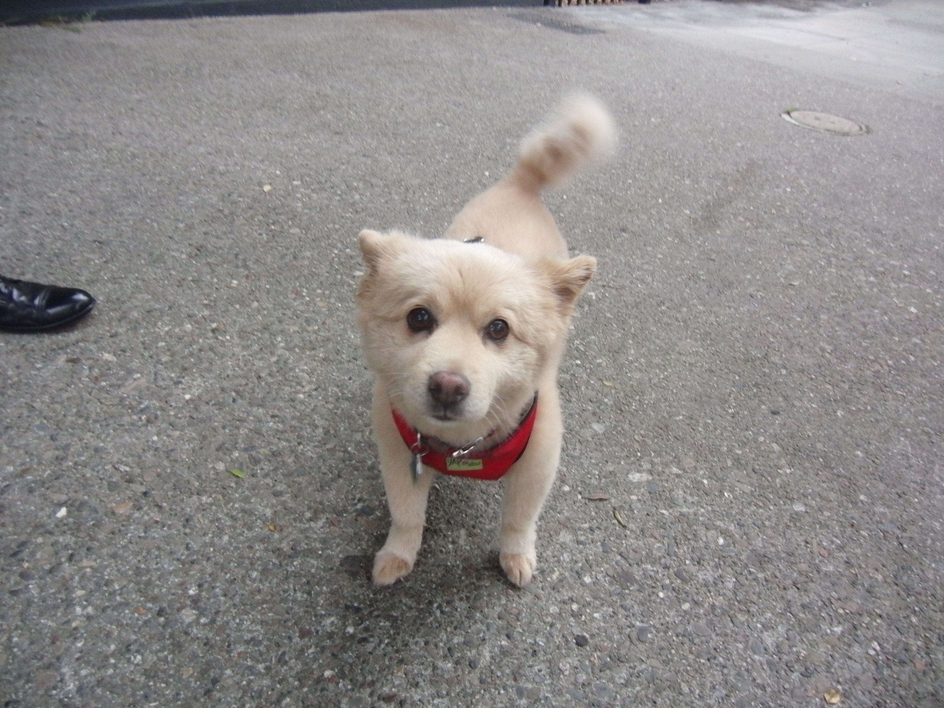 Very Small Cream-Colored Chow Mix