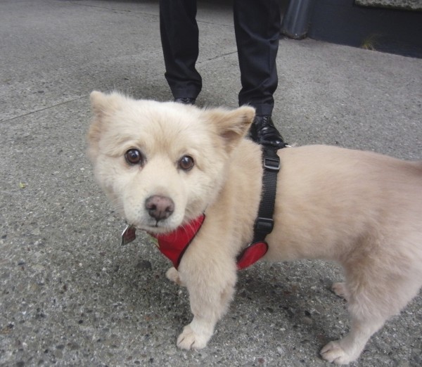 Very Small Cream-Colored Chow Mix