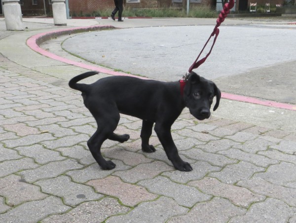 10-Week-Old Black Labrador Retriever Puppy